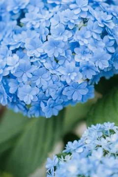 Close up of blue hydrangea flowers blooming in summer. 写真素材