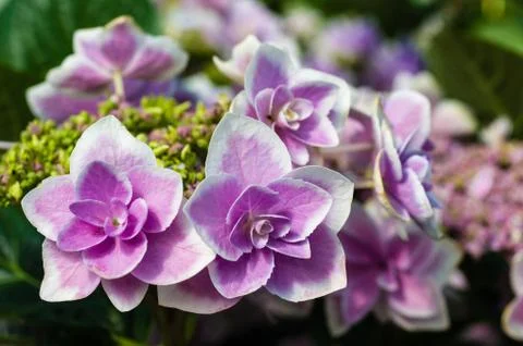 Close up of blue hydrangea flowers Foto stock