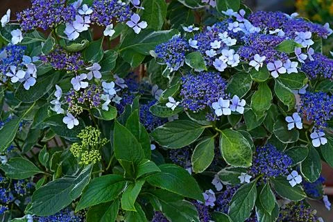 A close-up of blue hydrangea flowers. Fotos Stock