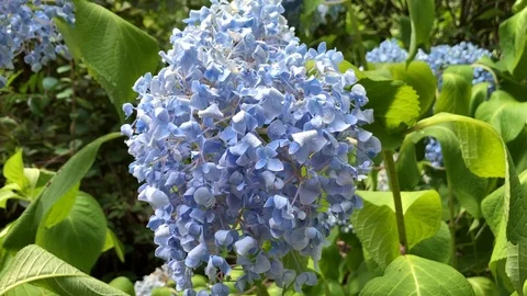 Close up of Blue Hydrangea Stock Footage 94465159