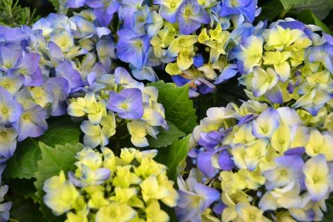 Close up of blue hydrangea in garden Stock Photos