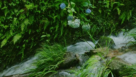 Close up of blue hydrangea hanging over a rapid mountain stream Stock Footage 339041533