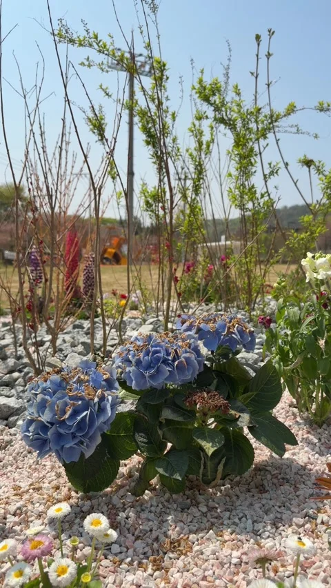Close Up of Blue Hydrangea Plant in Spring Garden Bed Stockbeeldmateriaal 337565724