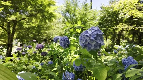 Close-up of Blue Hydrangeas Stock Footage 336935149