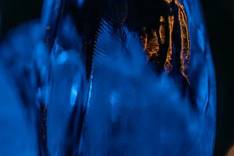 Close-up of a blue ice cube in a glass of water, contrasting cool blue with w Stock Photos