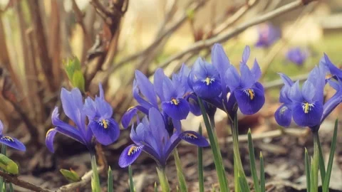 Close-Up Of Blue Iris Flowers Blooming In Spring Garden 库存影片 331139792