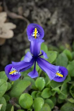 Close up of a blue Iris viewed from above Stock Photos