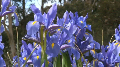 Close up of blue irises swaying in the wind Video stock 544978