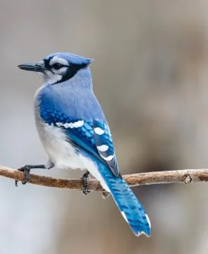 Close-up of a blue jay perched on a branch Stock Photos