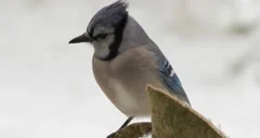 Cardinal Chased Away by Blue Jay in Snow, Stock Video