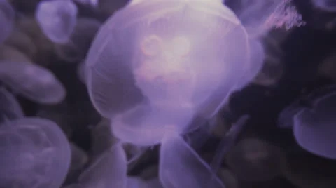 Close-up of blue jellyfish 7 스톡 동영상 40803320