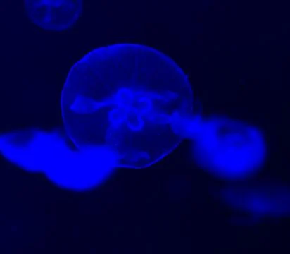 A close-up of blue jellyfish Stock Photos