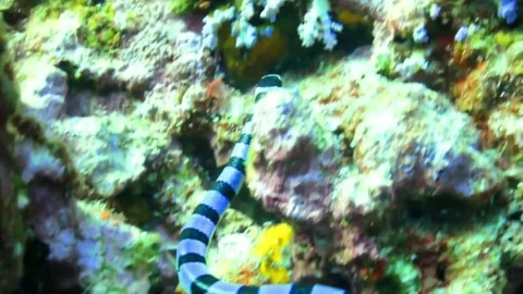 Close-up of blue kingsnake Stock Footage 161944372