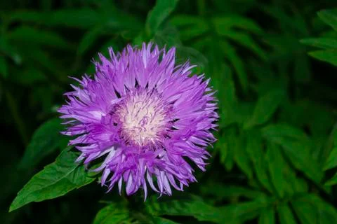 Close-up of blue-lilac cornflower (Centaurea cyanus) on the summer field. Mac Stock Photos