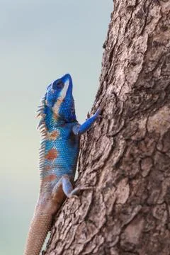 Close up of Blue Lizard on the tree Stock Photos