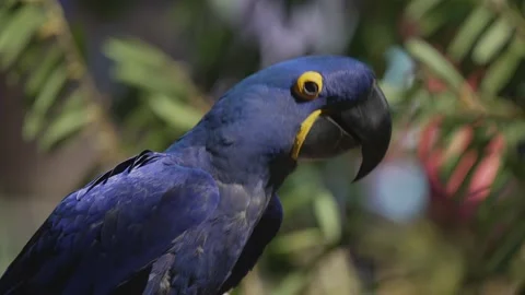 Close up of blue macaw bopping head around Stock Footage 151538644
