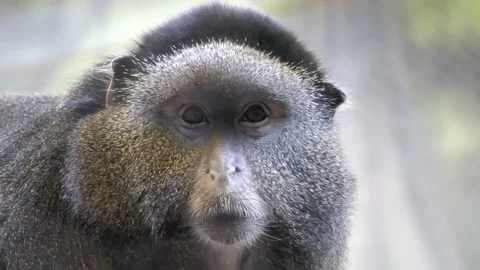 Close Up of Blue Monkey at the KC Zoo Stock Footage 235556803