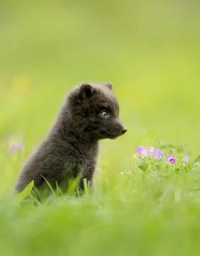 Close up of blue morph arctic fox cub in the meadow Stock Photos