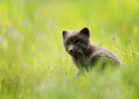 Close up of a blue morph arctic fox in a meadow Stock Photos