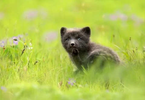 Close up of a blue morph arctic fox in a meadow Stock Photos