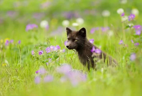 Close up of a blue morph arctic fox in a meadow Stock Photos