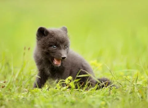 Close up of a blue morph arctic fox cub playing on a grass Stock Photos