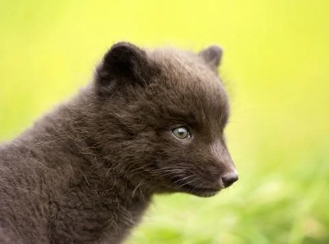 Close up of a blue morph arctic fox cub, Iceland. Stock Photos