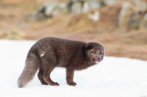 Close-up of a blue morph Arctic fox Stock Photos