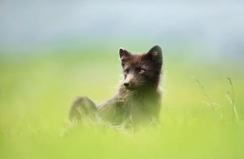Close up of blue morph arctic fox lying in meadow Stock Photos