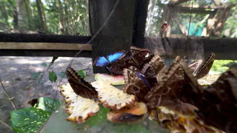 Close of Blue Morpho butterflies Stock Footage 255922907