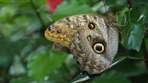 Close up of  blue morpho butterfly  Stock Footage 135062783