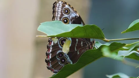 Close up of a blue morpho butterfly Stock Footage 251300885