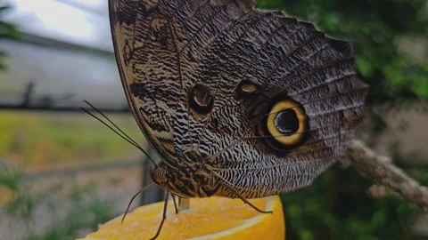Close up of blue morpho butterfly licking Video stock 259475615