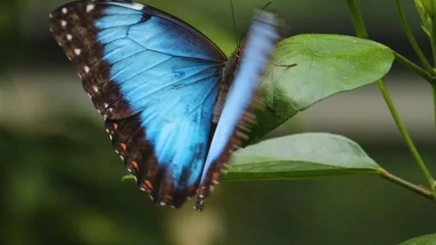 Close up of blue morpho butterfly resting  Stock Footage 251276354