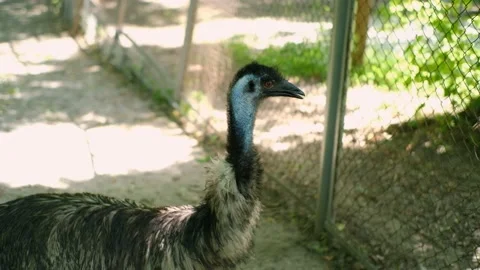 Close-up of a blue-necked ostrich looking into the distance with open mouth Stock Footage 157377698