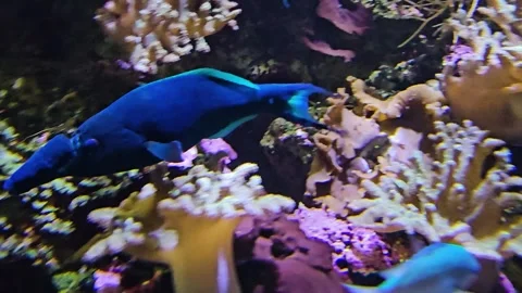 Close up of a blue nosefish  Stock Footage 264126975