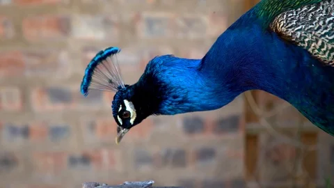 Close up of a Blue Peacock co Stock Footage 116734622
