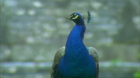 Close up of Blue Peacock facing camera Stock Footage 95599055