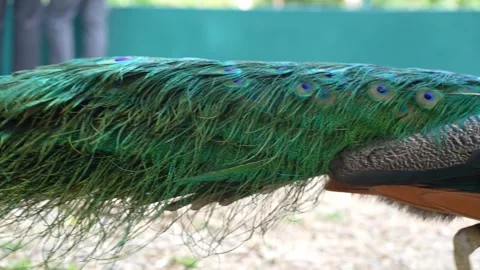 Close Up Blue Peacock Feathers in Nature Park Calm Wildlife Scene 4K Vídeo Stock 335739087