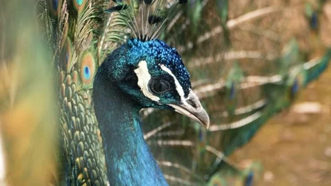 Close up of a blue peacock head. 스톡 동영상 154154163