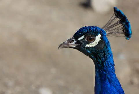 Close up blue peacock head Stock Photos