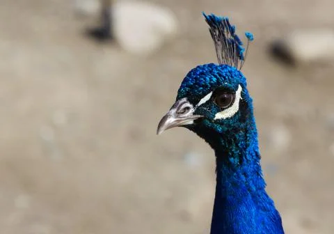 Close up blue peacock head Stock Photos