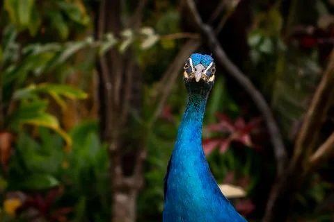 Close up of Blue Peacock looking at camera Stock Photos