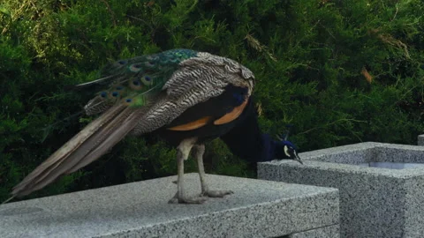 Close-up, Blue Peacock Sitting on a Stone Bench in City Park Stock Footage 160186221