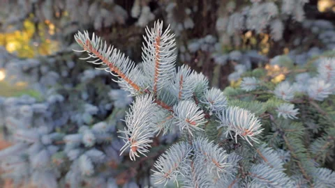 Close-up of blue pine needles in a natural setting 库存影片 286873368