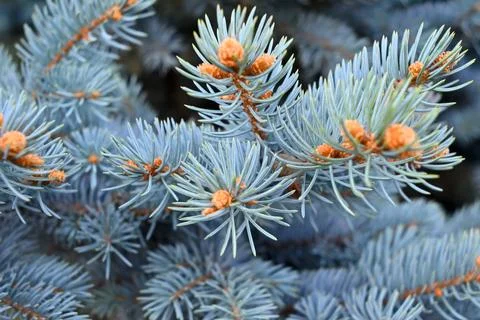 Close-up of blue pine needles Stock Photos