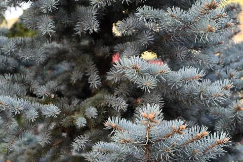 Close-up of blue pine needles Stock Photos