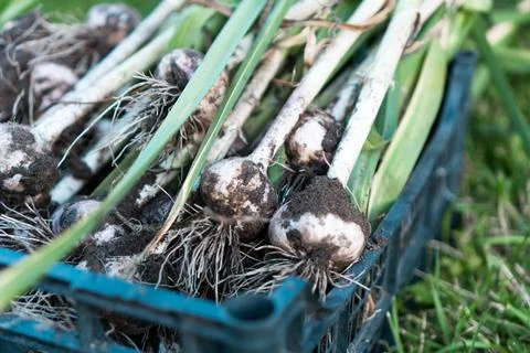 Close-up of blue plastic box full of fresh unwashed dirty heads of garlic wit Foto stock