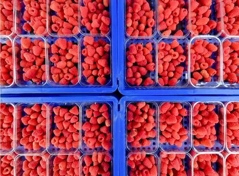 Close-up of blue plastic crates stacked with harvested raspberries Stock Photos