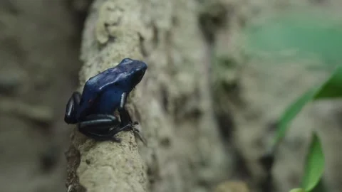 Close up of a Blue Poison Dart Frog sitting on a rock Stock Footage 327531909